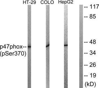 p47-phox (phospho Ser370) rabbit pAb