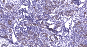 PEPT1 antibody