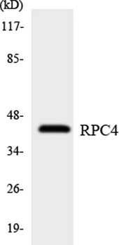 POLR3D rabbit pAb