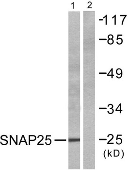 SNAP 25 rabbit pAb