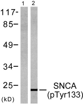 Synuclein-alpha (phospho-Tyr133) antibody