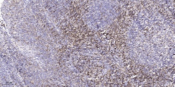 Synuclein-α (phospho Tyr133) rabbit pAb