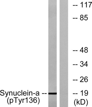 Synuclein-alpha (phospho-Tyr136) antibody
