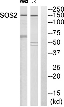 Sos 2 rabbit pAb