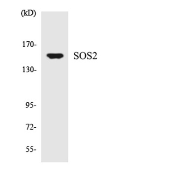 Sos 2 antibody