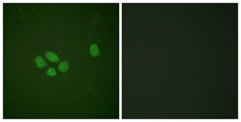 Sox-9 (phospho-Ser181) antibody