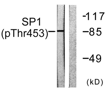 Sp1 (phospho-Thr453) antibody