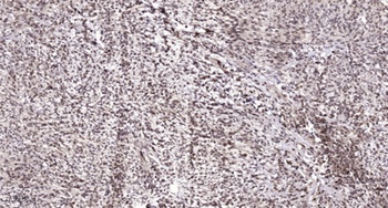 Sp3/4 rabbit pAb