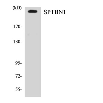 Spectrin β II rabbit pAb