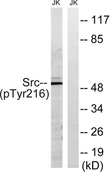 c-Src (phospho Tyr216) rabbit pAb