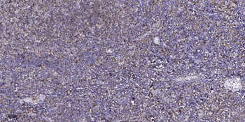 c-Src (phospho Tyr216) rabbit pAb