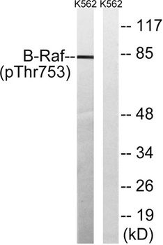 Raf-B (phospho-Thr753) antibody