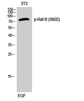 Raf-B (phospho Ser602) rabbit pAb