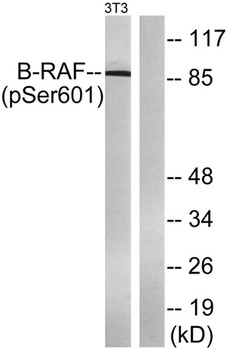 Raf-B (phospho Ser602) rabbit pAb
