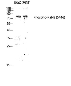 Raf-B (phospho-Ser446) antibody