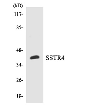 SSTR4 antibody