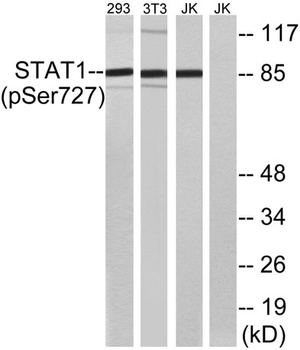 Stat1 (phospho-Ser727) antibody