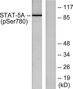 Stat5a (phospho Ser780) rabbit pAb
