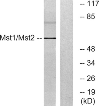 Krs-1/2 antibody