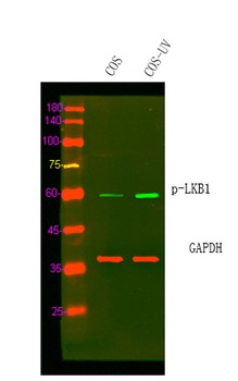 LKB1 (phospho Ser334) rabbit pAb