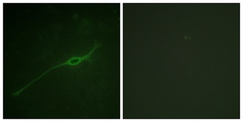 Syntaxin 1 (phospho Ser14) rabbit pAb