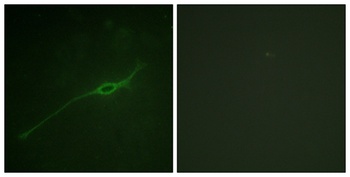 Syntaxin 1 (phospho-Ser14) antibody