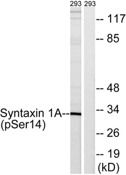 Syntaxin 1 (phospho Ser14) rabbit pAb
