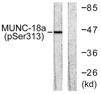 Unc18-1 (phospho Ser313) rabbit pAb