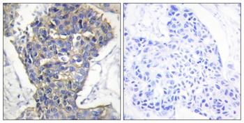 Unc18-1 antibody