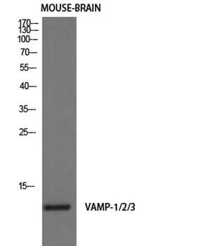 VAMP-1/2/3 rabbit pAb