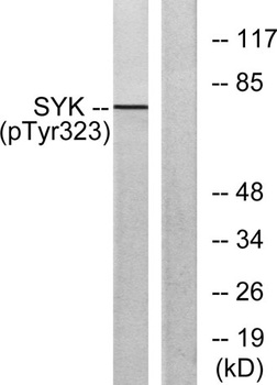 Syk (phospho Tyr323) rabbit pAb