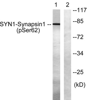 Synapsin I (phospho Ser62) rabbit pAb
