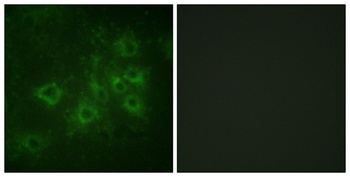 Synapsin I (phospho Ser605) rabbit pAb