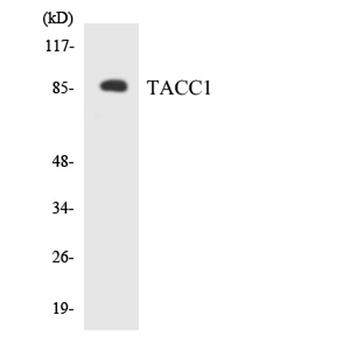 TACC1 rabbit pAb