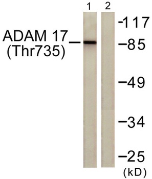 TACE (phospho-Thr735) antibody