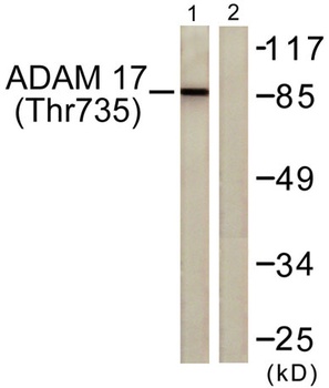 TACE (phospho Thr735) rabbit pAb