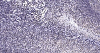 TACE (phospho Thr735) rabbit pAb
