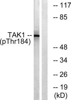 Tak1 (phospho-Thr184) antibody