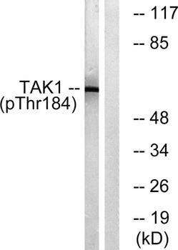Tak1 (phospho Thr184) rabbit pAb