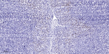 TAL1 (phospho Ser122) rabbit pAb