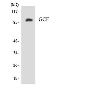 TCF-9 antibody