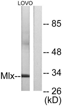 Mlx antibody