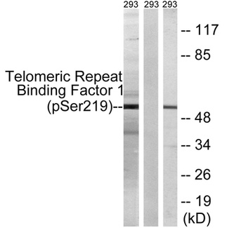 TRF1 (phospho Ser219) rabbit pAb
