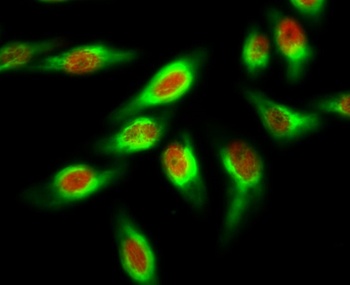 mtTFA antibody