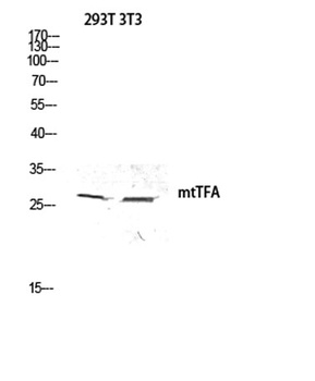 mtTFA rabbit pAb