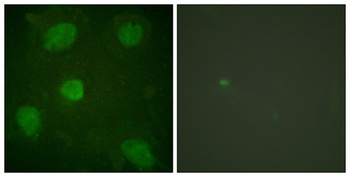Hic-5 rabbit pAb