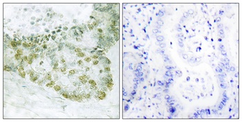 Hic-5 rabbit pAb