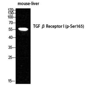 TGF beta RI (phospho-Ser165) antibody
