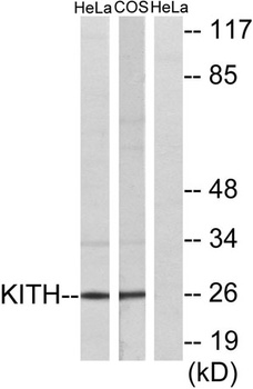 Thymidine Kinase rabbit pAb