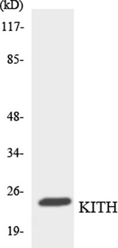 Thymidine Kinase rabbit pAb
